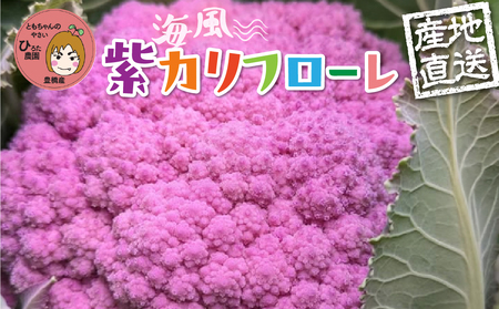 紫カリフローレ 2個