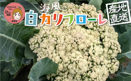 《先行予約》白カリフローレ　8個