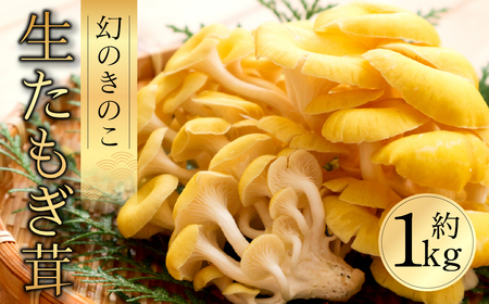 国産 生たもぎ茸 100g×10パック タモギ茸