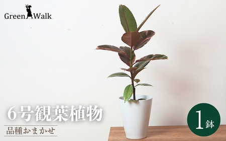 6号 観葉植物 1鉢 白陶器鉢植え