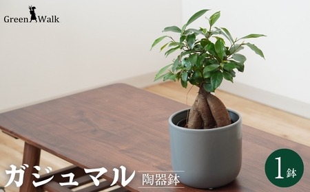 [グレー]ガジュマル モノトーン130 陶器鉢 1鉢 水位計セット