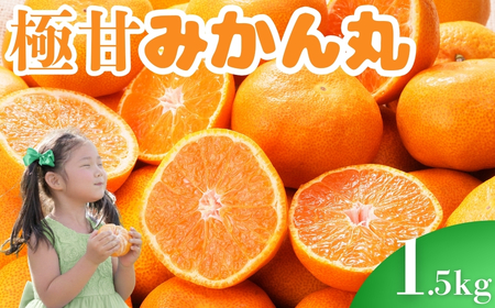 極甘!みかん丸 1.5kg みかん