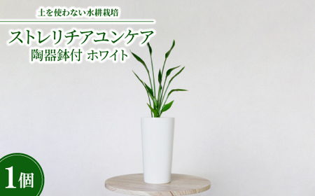 10.5cmLストレリチアユンケア陶器鉢付 ホワイト