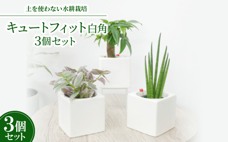 キュートフィット白角3個セット[オススメの観葉植物でお届け]