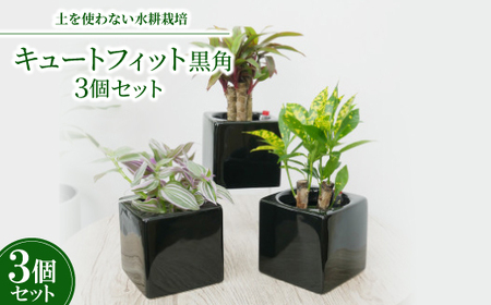 キュートフィット黒角3個セット【オススメの観葉植物でお届け】【1504099】