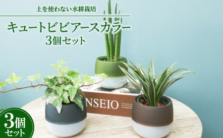 キュートビビアースカラー3個セット[オススメの観葉植物でお届け]