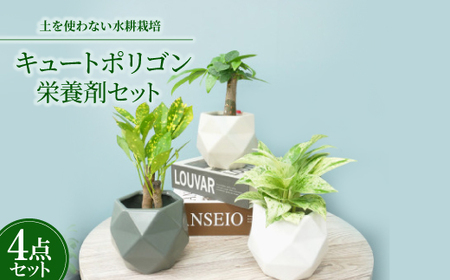 キュートポリゴン3個&栄養剤セット[オススメの観葉植物でお届け]