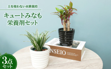 キュートみなも2個&栄養剤セット[オススメの観葉植物でお届け]