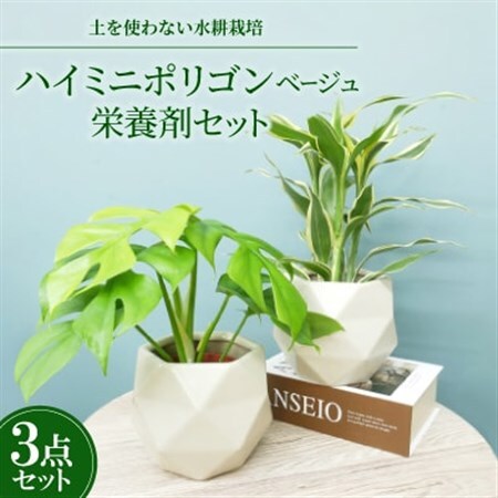 ハイミニポリゴン【ベージュ】2個セット＆栄養剤【オススメの観葉植物でお届け】【1604387】