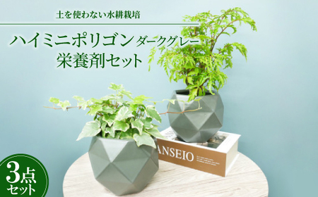 ハイミニポリゴン[ダークグレー]2個セット&栄養剤[オススメの観葉植物でお届け]