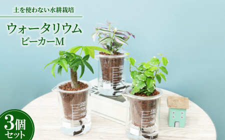 ウォータリウム ビーカーM ハイドロコーン植え3個セット[オススメの観葉植物でお届け]