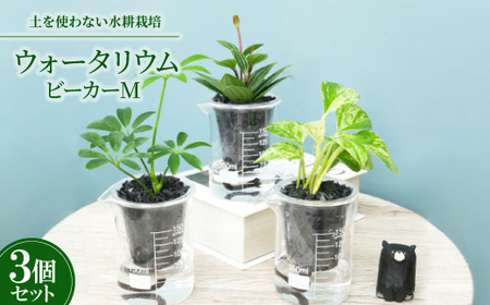 ウォータリウム ビーカーM 炭植え3個セット[オススメの観葉植物でお届け][配送不可地域:沖縄県]