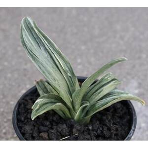 [おもと はじめて応援]岡崎・徳川家康公の縁起物!お祝い万年青!