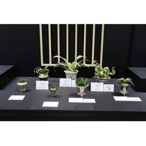 おもと講座と植え替え体験 徳川家康公の運気を上げた縁起物![万年青プレゼント!]