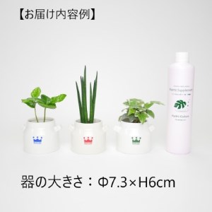 観葉植物3種プラ鉢セット | 三重県玉城町 | ふるさと納税サイト「ふる