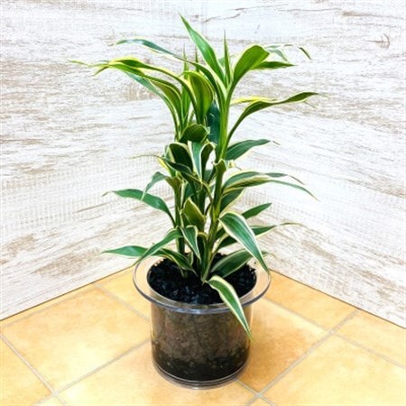 クリア150 炭植え サンデリアーナホワイト