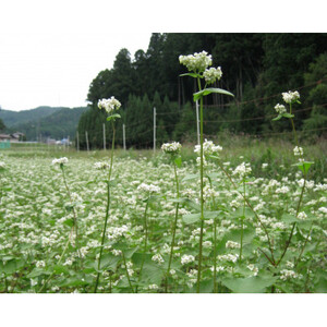 [そば打ち体験]岡崎市の山間で育ったそば粉でそば打ち体験