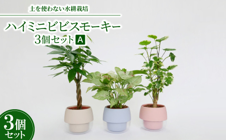 ハイミニビビスモーキー3個セット[A][オススメの観葉植物でお届け]