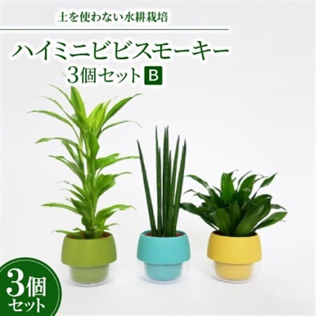 ハイミニビビスモーキー3個セット【B】【オススメの観葉植物でお届け】【1382254】