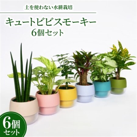 キュートビビスモーキー6個セット【オススメの観葉植物でお届け】【1382256】