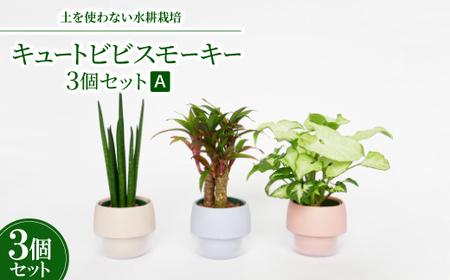 キュートビビスモーキー3個セット[A][オススメの観葉植物でお届け]