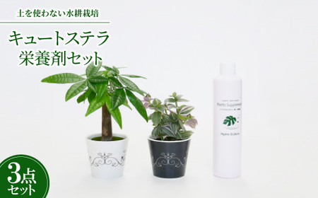 キュートステラ2個&栄養剤セット[オススメの観葉植物でお届け]