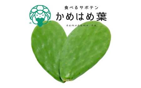 あなたのカメに、自然のごちそうを。食べるサボテン「かめはめ葉」(1kg) カメのエサ サボテン 1kg ペット用品 ペット 餌 エサ カメ 亀 亀のエサ 国産