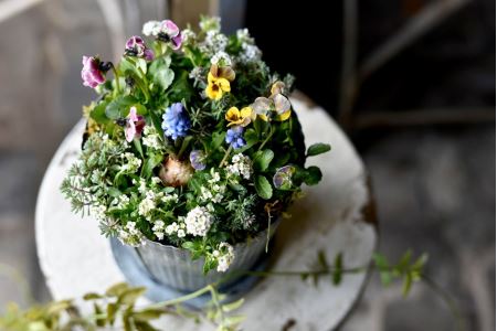 ◇お任せ◇　季節の寄せ植え