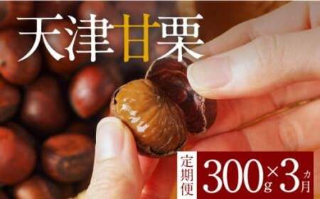 [新栗][旬限定の定期便]( 先行予約 ) この道50年の職人が焼く､やさしい甘みたっぷり「天津甘栗」300g! 焼きたて 栗 くり 爪 殻付き お菓子 おつまみ 人気 高リピート 小分け 栗ご飯 栗きんとん 甘露煮 予約 受付