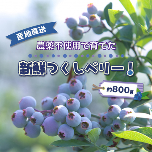 農薬不使用で育てた新鮮つくしベリー! 産地直送 約800g