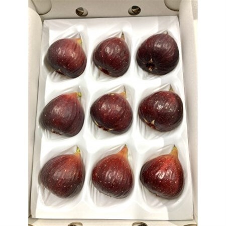 【1日1箱限定】皮がおいしい栽培期間中農薬不使用の完熟いちじく　約1kg　愛知県安城産【配送不可地域：離島・北海道・沖縄県】【1619339】