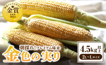 朝採れ!プレミアム味来 〜金色の実り〜 4.5kg以上(2L〜L)