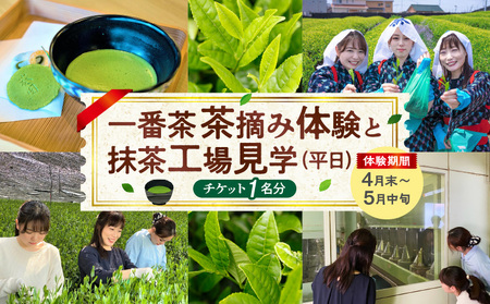 [体験期間4月末〜5月中旬]一番茶茶摘み体験と抹茶工場見学(平日)チケット1名分