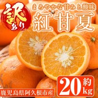 先行予約受付中！2027年1月中旬以降順次発送予定＞訳あり紅甘夏(約20kg