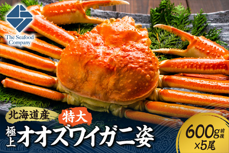北海道産特大極上オオズワイガニ姿　600g前後×5尾セット | 蟹 ズワイガニ