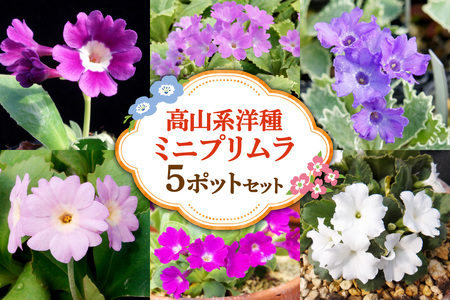 高山系洋種ミニプリムラ5ポットセット 10,500円