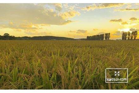 ＜5ヶ月定期便＞令和7年産 北海道 岩見沢産 米　おぼろづき精米5kg ≪沖縄・離島配送不可≫【35042】