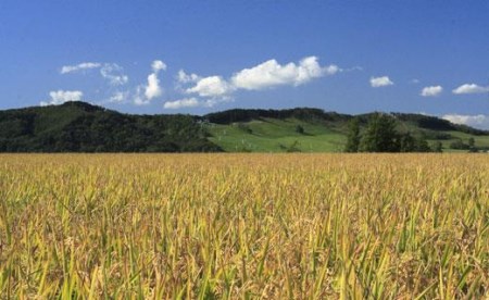 令和7年産【無洗米】食べ比べ8kgセット(ゆめぴりか2kg・ななつぼし2kg・ふっくりんこ2kg・おぼろづき2kg)【39126】