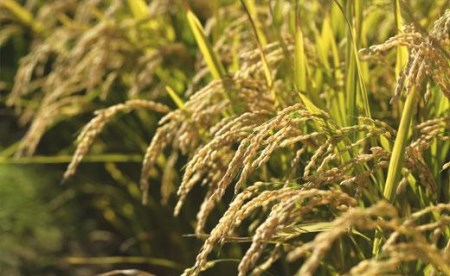 令和7年産【無洗米】食べ比べ8kgセット(ゆめぴりか2kg・ななつぼし2kg・ふっくりんこ2kg・おぼろづき2kg)【39126】