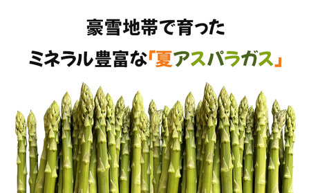 【先行予約／令和8年産】北海道岩見沢産　夏グリーンアスパラ　L～2Lサイズ 1kg【41104】a129-002