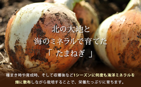 真珠の玉葱 Ｌサイズ10kg ≪海のミネラルで育てた玉葱≫【50104】
