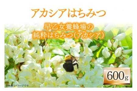 ハチミツ 600g×1 [株式会社レークサイド桜岡 北海道 剣淵町 14656150] はちみつ 蜂蜜 国産 アカシア