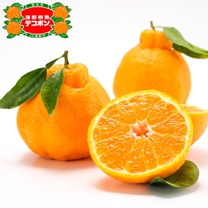 【期間限定】蒲郡樹熟デコポン 約３ｋｇ_【G0004】