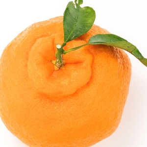 【期間限定】蒲郡樹熟デコポン 約３ｋｇ_【G0004】