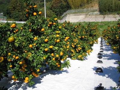 【期間限定】蒲郡みかん「青島みかん」約5kg_【G0330】