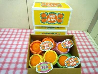 【期間限定】蒲郡みかん詰め合わせ 約2kg_【G0357】