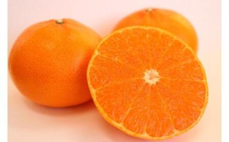 【期間限定】蒲郡みかん詰め合わせ 約2kg_【G0357】