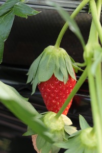 【期間限定】サンベリー蒲郡いちご「あきひめ」（12個入）_【G0358】