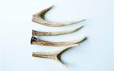 北海道湧別町産 鹿角（15～20cm） 4本 地域おこし協力隊関連返礼品  F6S-224