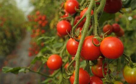 燦菜果（さんさいか）ミニトマトゼリー 10個セット 北のハイグレード食品 とまと トマト ゼリー 野菜 北海道 F6S-411